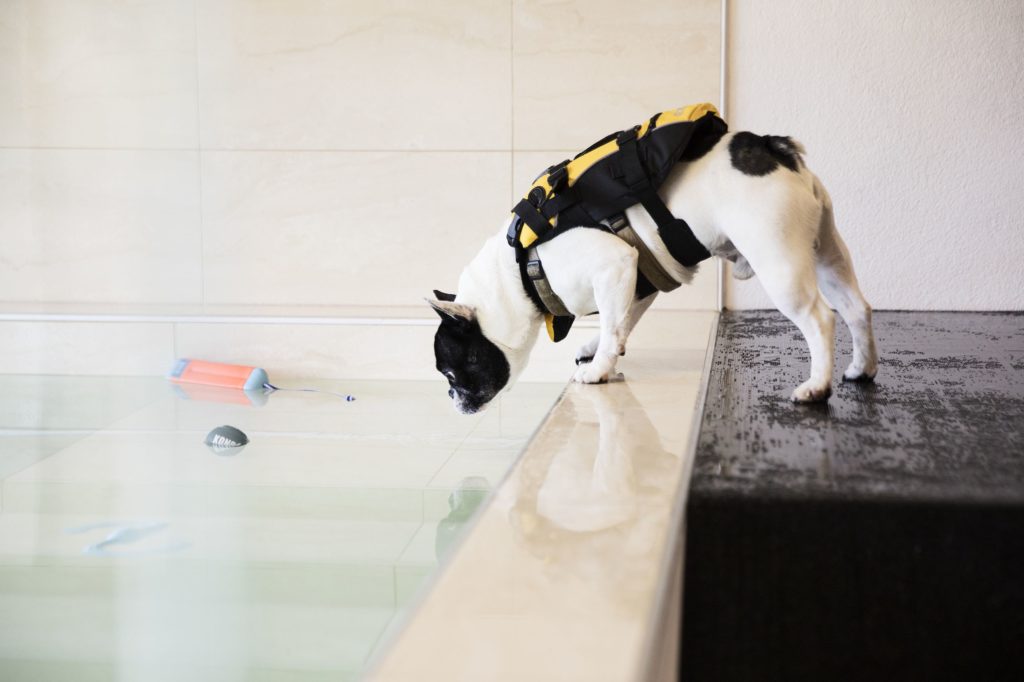 Fun Dog Garderie Piscine