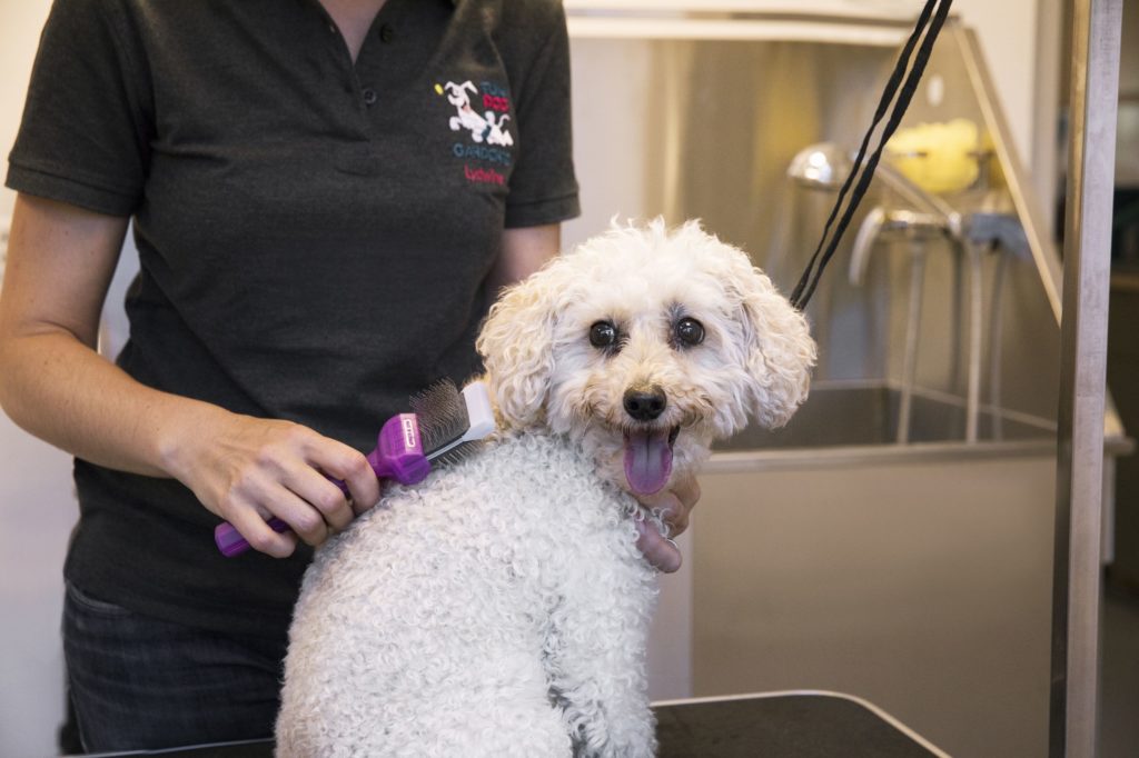 Fun Dog Garderie Toilettage